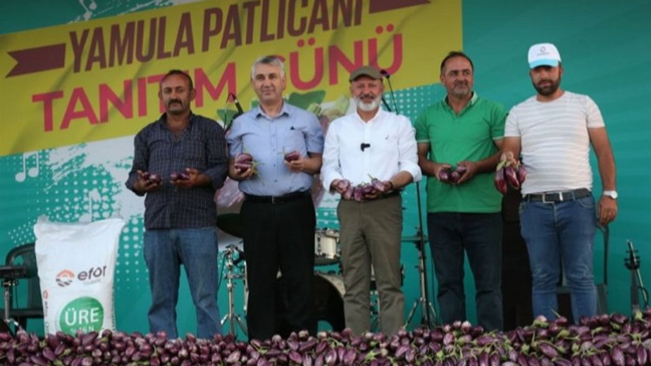 Yamula Patlıcanı Festivali 10 binleri ağırladı
