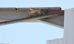 Bursa Osmangazi'de kaçak yapı yıkımın kuş yuvası durdurdu