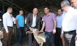 Manisa'da damızlık koçlar üreticilere teslim ediliyor
