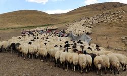 Van’da çoban arayışları başladı! Aylık gelir 40 bin TL civarında