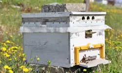 Van’da Arıcılık İçin Dev Proje: Bal Ormanları Kuruluyor