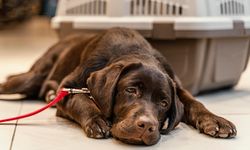 Köpeklerde Travma Sonrası Davranış Değişiklikleri ve İyileşme Yolları
