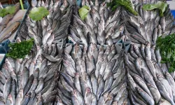 Van'da İnci Kefali %50 Zamlandı!