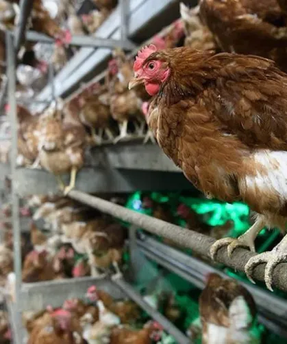Türkiye, ABD’nin Yumurta Krizine Çözüm Oluyor