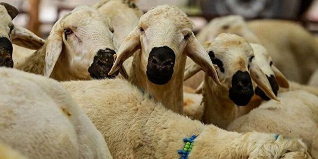 2023 yılı kurban fiyatları belli oldu