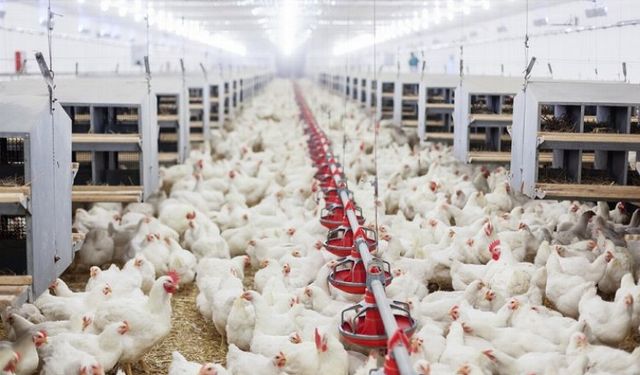Tavuk yumurtası üretimi yüzde 6,3 arttı