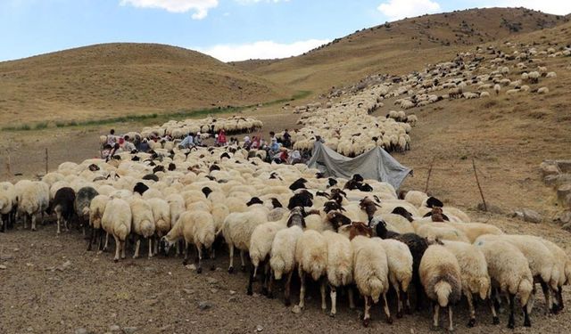 Van’da çoban arayışları başladı! Aylık gelir 40 bin TL civarında