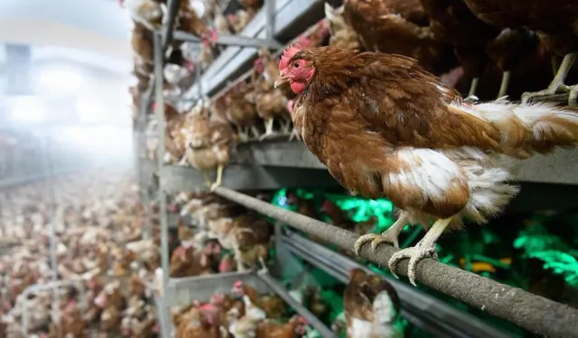 Türkiye, ABD’nin Yumurta Krizine Çözüm Oluyor