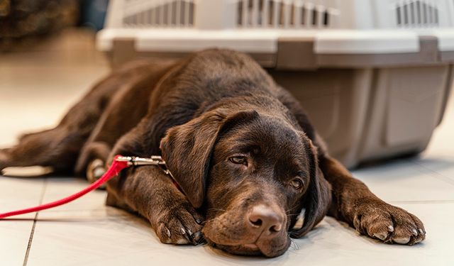 Köpeklerde Travma Sonrası Davranış Değişiklikleri ve İyileşme Yolları