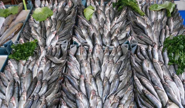 Van'da İnci Kefali %50 Zamlandı!