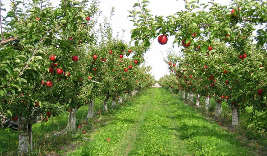 Van’da hangi meyve türleri yetişiyor? Üzüm, Elma ve Kayısı…