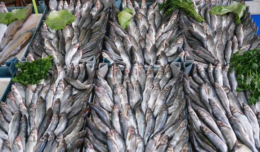 Van'da İnci Kefali %50 Zamlandı!